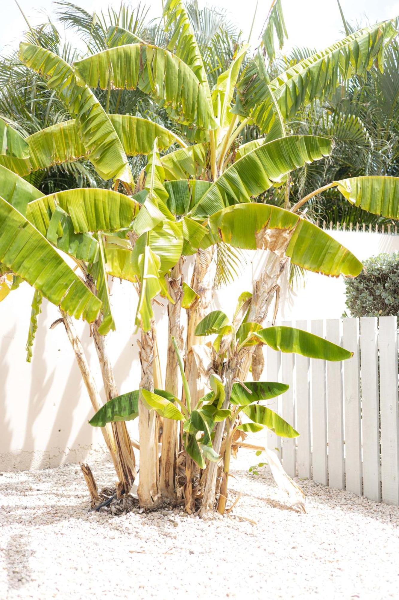Apartament Dushi Townhouse Curacao Willemstad Zewnętrze zdjęcie